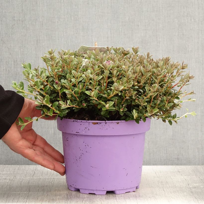 Rhododendron keleticum Lilly Bell Dream Vaso da 3L/4L esemplare consegnato in primavera