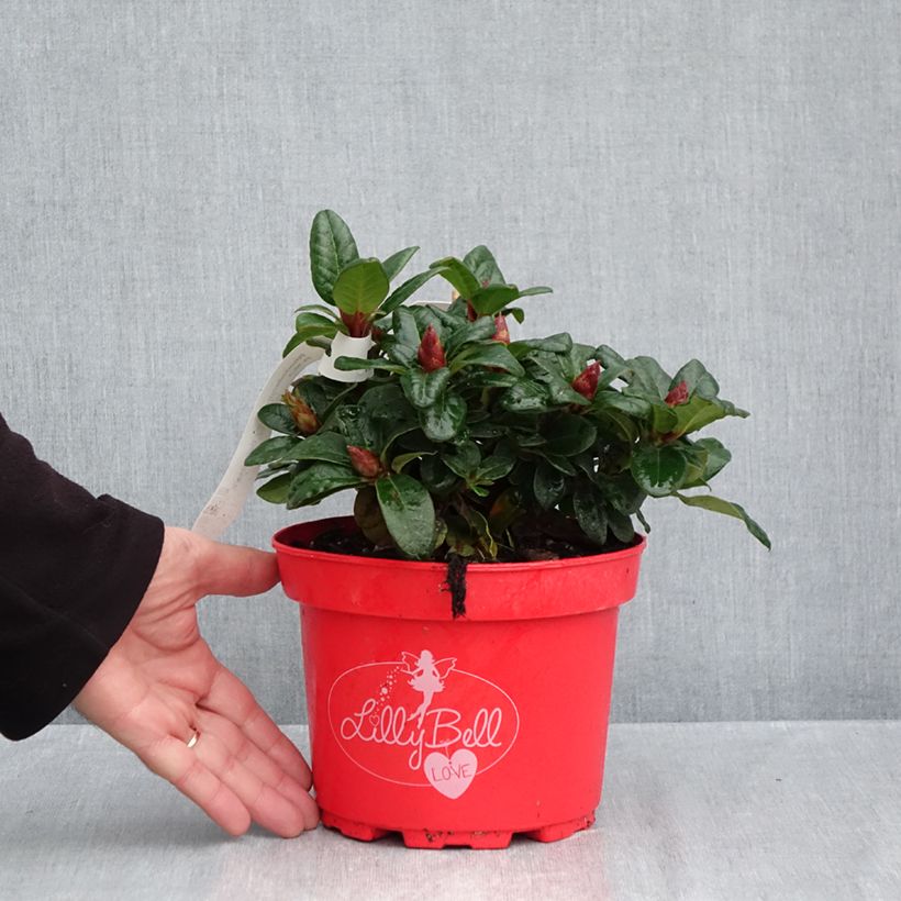Esemplare di Rhododendron Lilly Bell Love - Rododendro nano Vaso da 3L/4L come consegnato in autunno