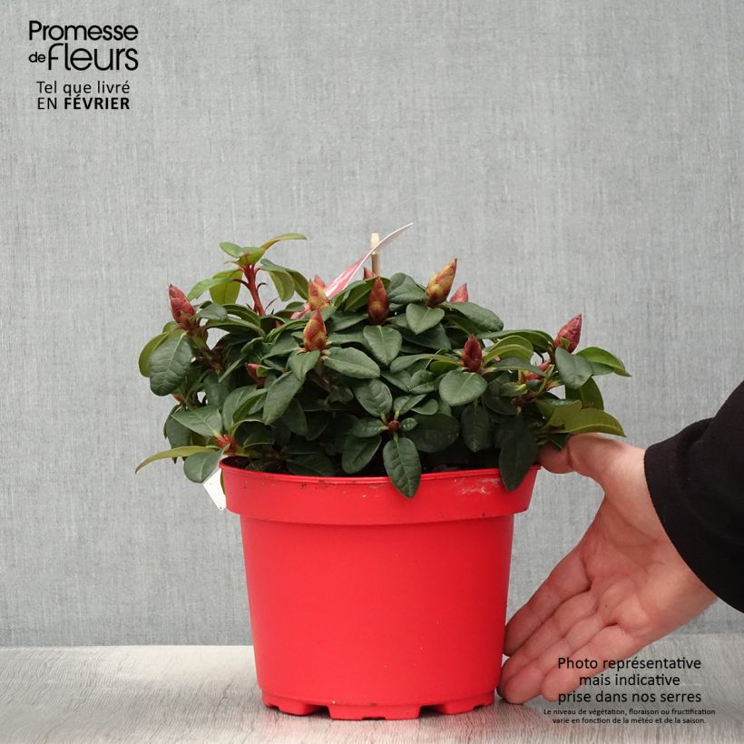 Rhododendron Lilly Bell Love - Rododendro nano Vaso da 3L/4L esemplare consegnato in inverno