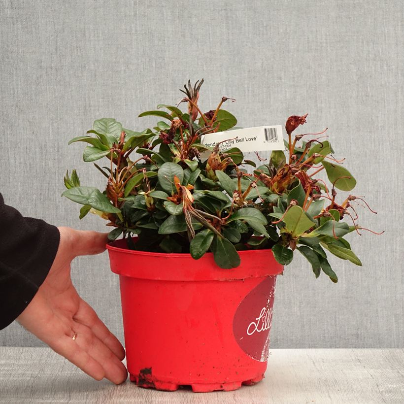Rhododendron Lilly Bell Love - Rododendro nano Vaso da 3L/4L esemplare consegnato in primavera