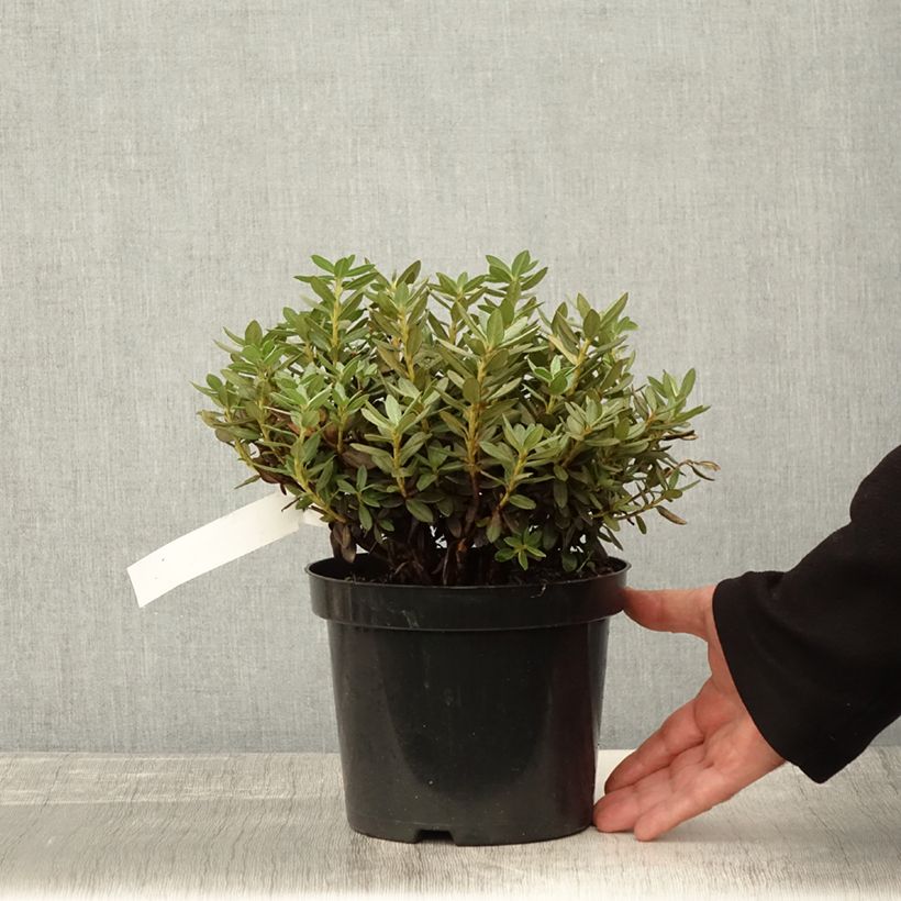 Esemplare di Rhododendron Lilly Bell Magic Vaso da 3L/4L come consegnato in autunno