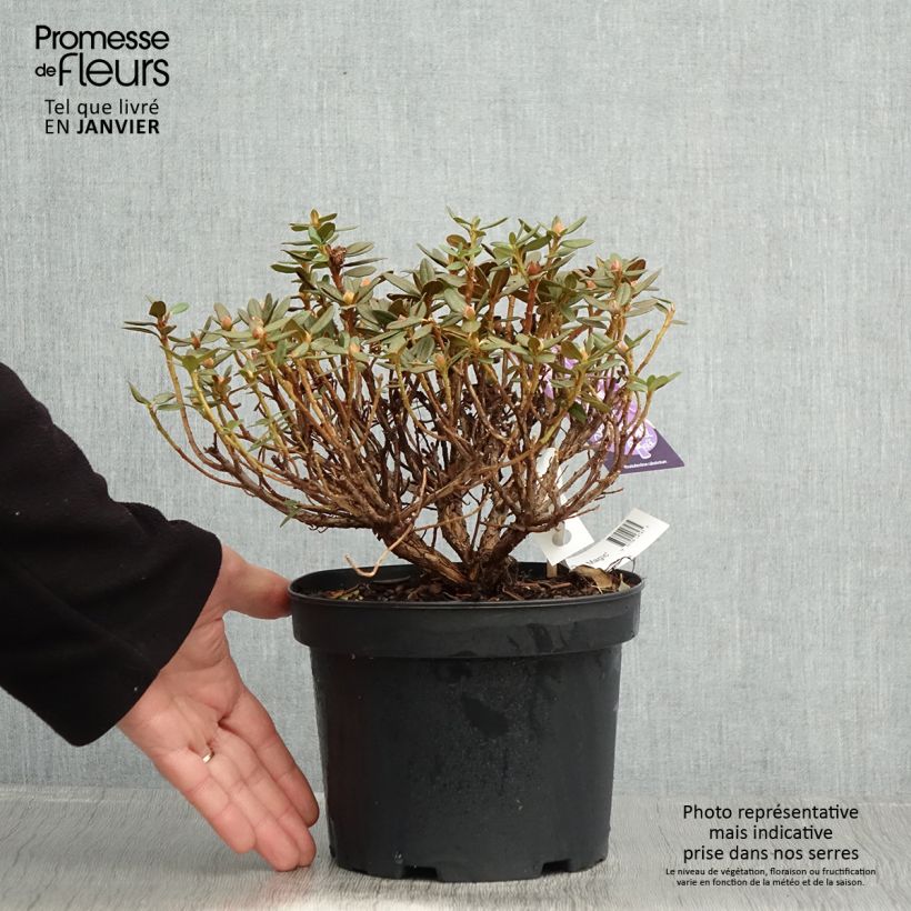 Rhododendron Lilly Bell Magic Vaso da 3L/4L esemplare consegnato in inverno