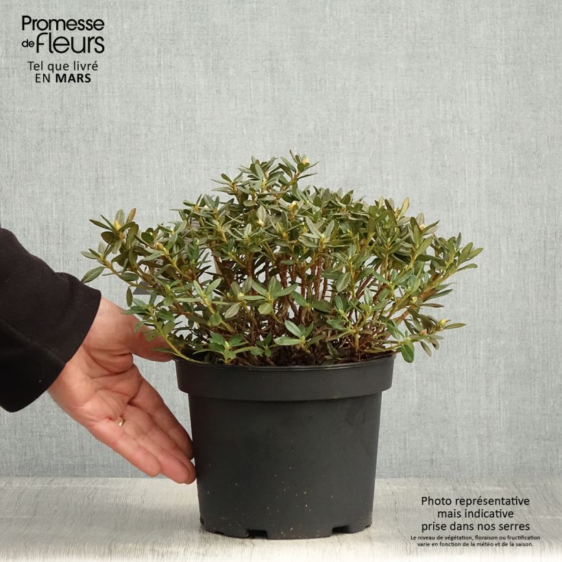 Rhododendron Lilly Bell Magic Vaso da 3L/4L esemplare consegnato in primavera