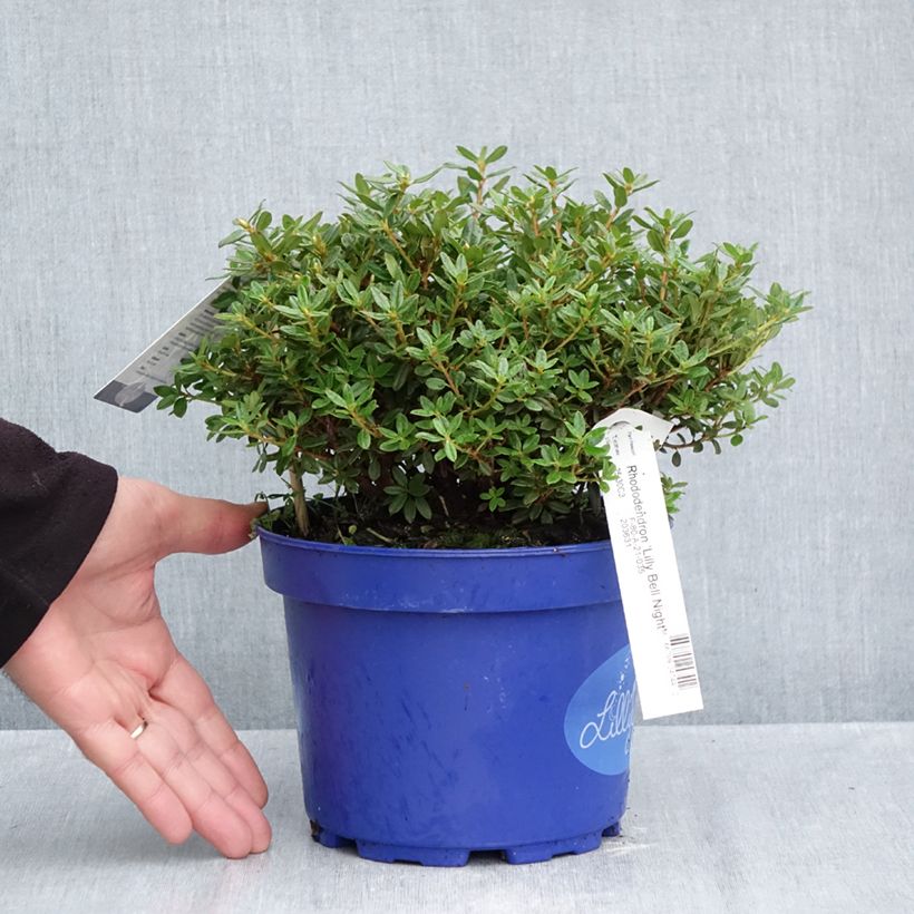 Esemplare di Rhododendron Lilly Bell Night - Rododendro nano Vaso da 3L/4L come consegnato in autunno