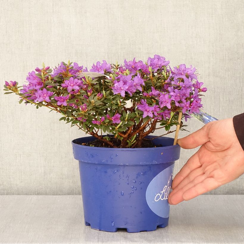 Rhododendron Lilly Bell Night - Rododendro nano Vaso da 3L/4L esemplare consegnato in primavera