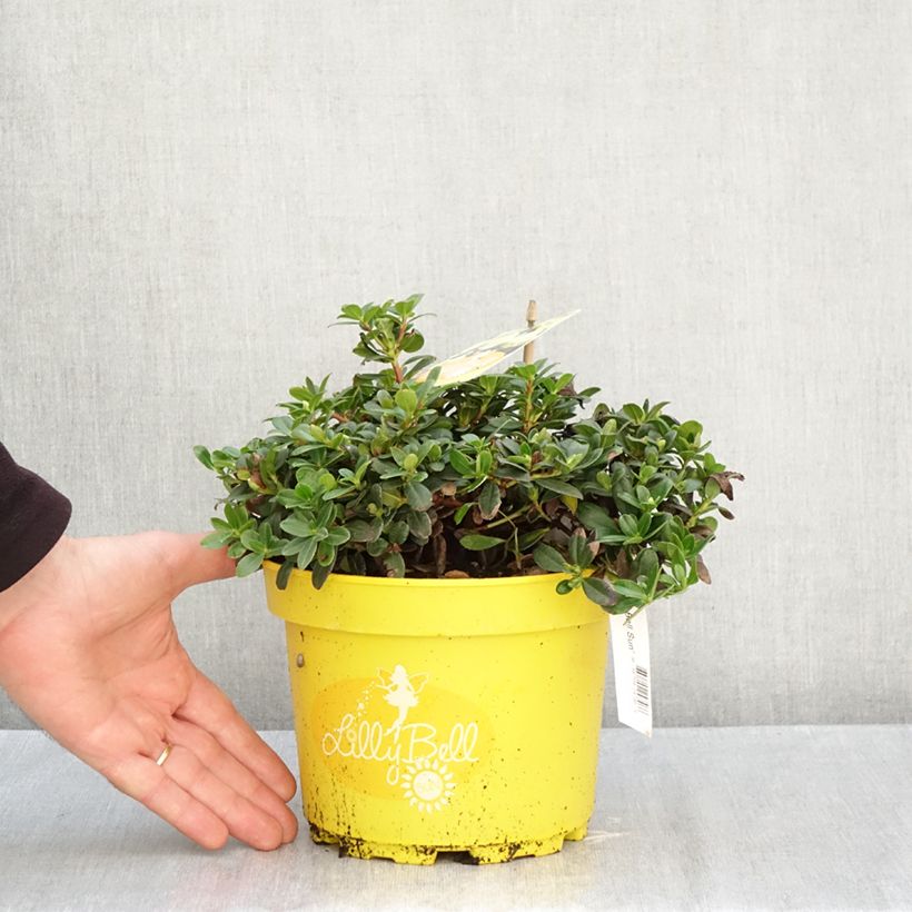 Esemplare di Rhododendron Lilly Bell Sun - Rhododendron nain Pot de 3L/4L come consegnato in autunno