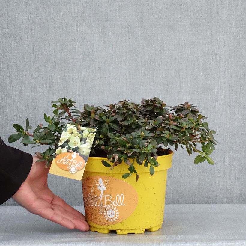 Rhododendron Lilly Bell Sun - Rododendro nano Vaso da 3L/4L esemplare consegnato in inverno