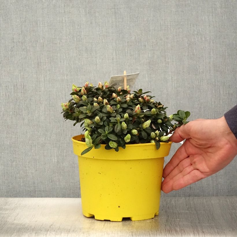 Rhododendron Lilly Bell Sun - Rododendro nano Vaso da 3L/4L esemplare consegnato in primavera