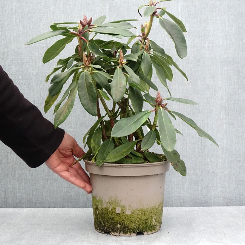 Rhododendron loderi King George Vaso da 4L/5L esemplare consegnato in primavera