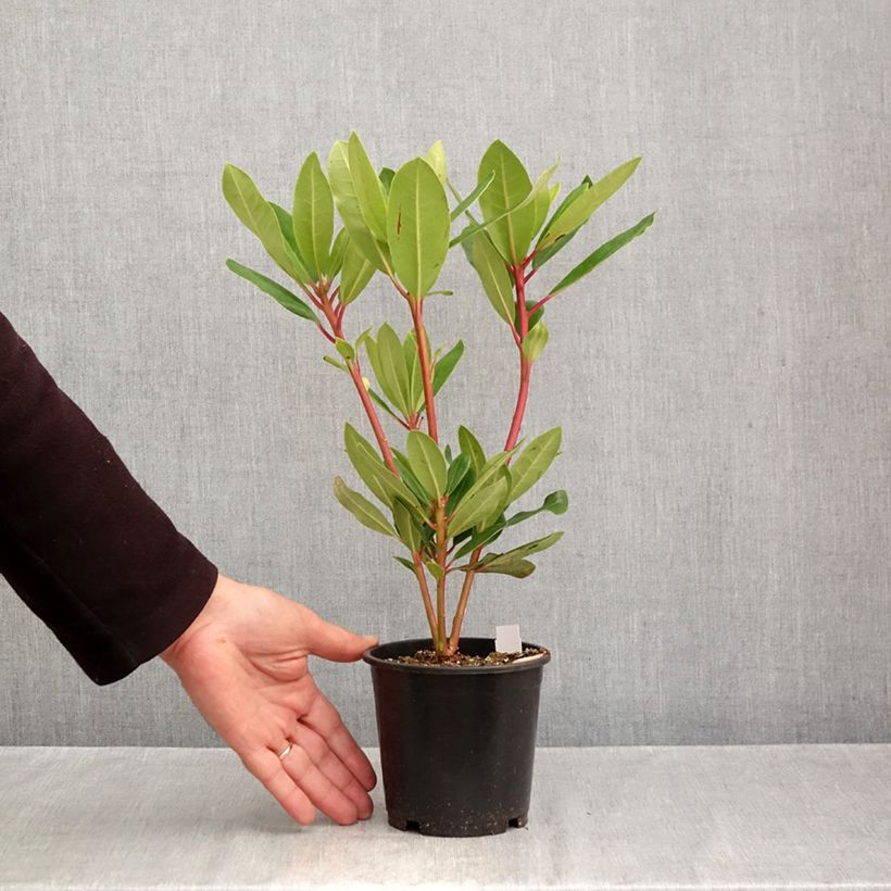 Esemplare di Rhododendron Marcel Ménard Vaso da Ø 12 cm / 13 cm come consegnato in autunno