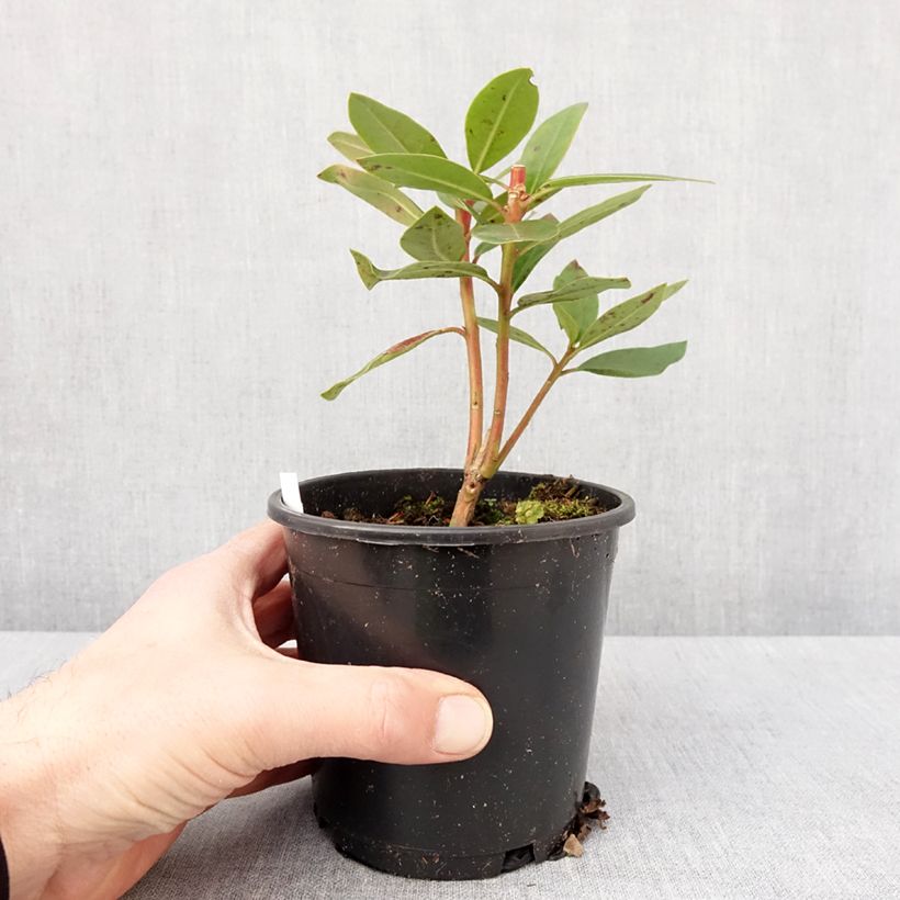 Rhododendron Marcel Ménard Vaso da Ø 12 cm / 13 cm esemplare consegnato in inverno