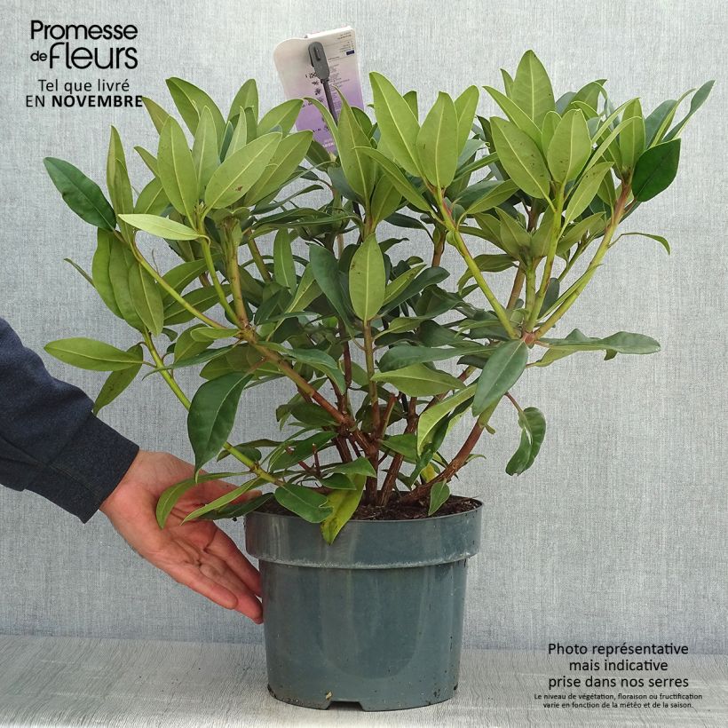 Esemplare di Rhododendron Marie Forte Vaso da 4L/5L come consegnato in autunno