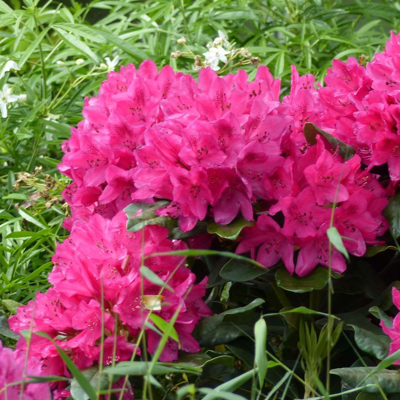 Rhododendron Marie Forte (Fioritura)