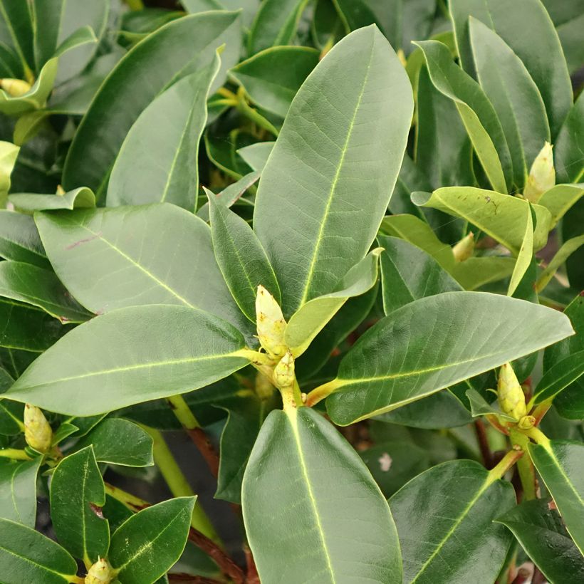 Rhododendron Markeeta's Prize (Fogliame)