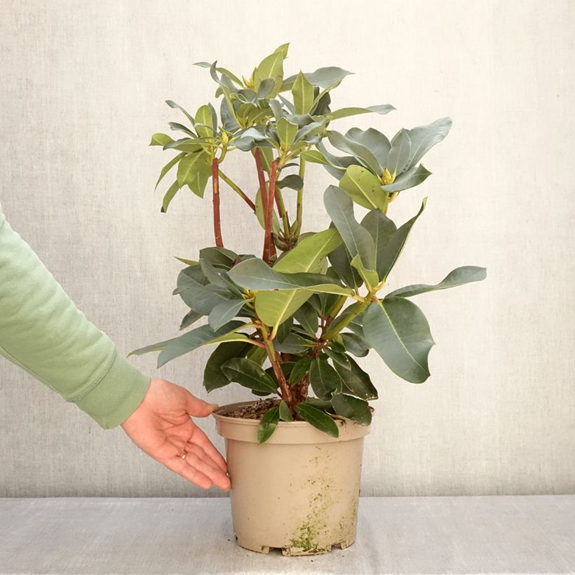 Rhododendron Markeeta's Prize Vaso da 4L/5L esemplare consegnato in inverno