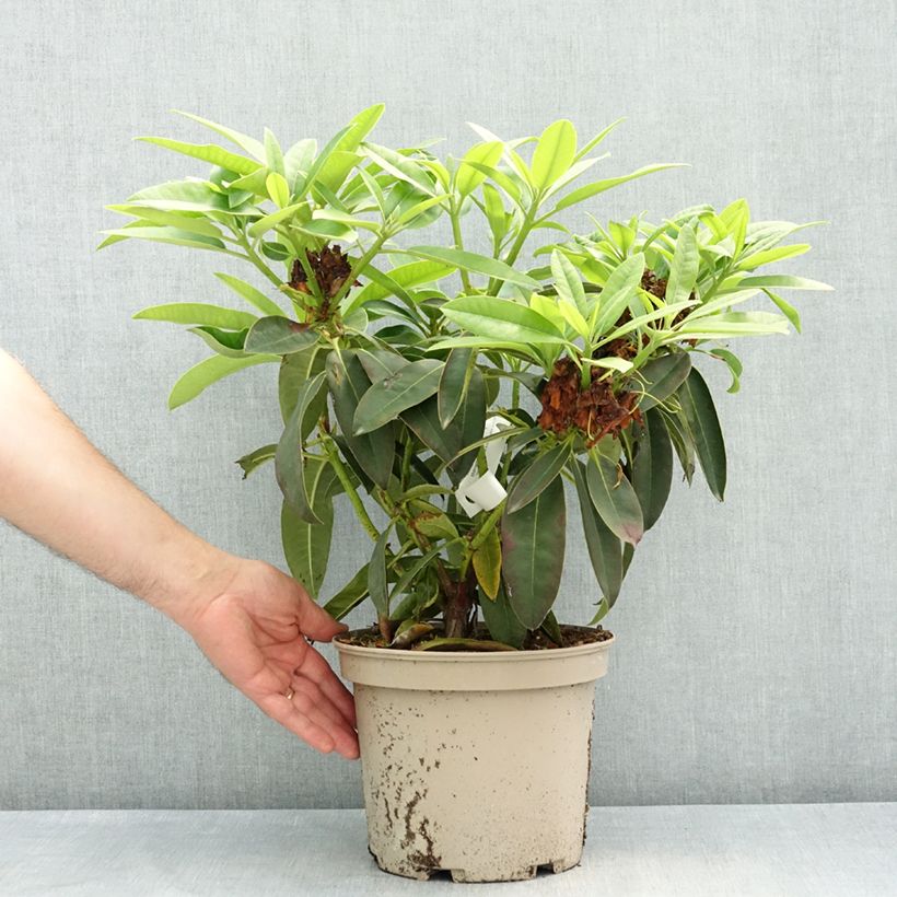 Rhododendron Midnight Vaso da 4L/5L esemplare consegnato in primavera