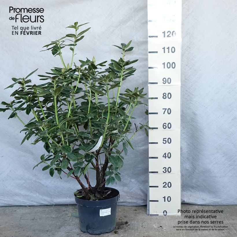 Rhododendron Mrs T.h.lowinsky Vaso da 7,5L/10L esemplare consegnato in inverno