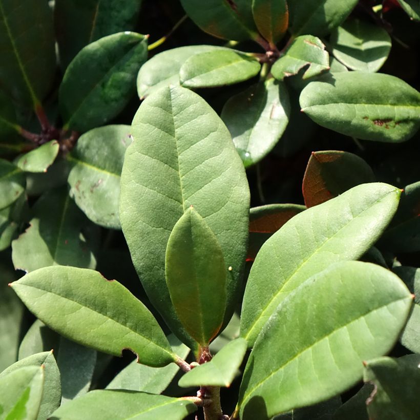 Rhododendron neriiflorum Burletta (Fogliame)