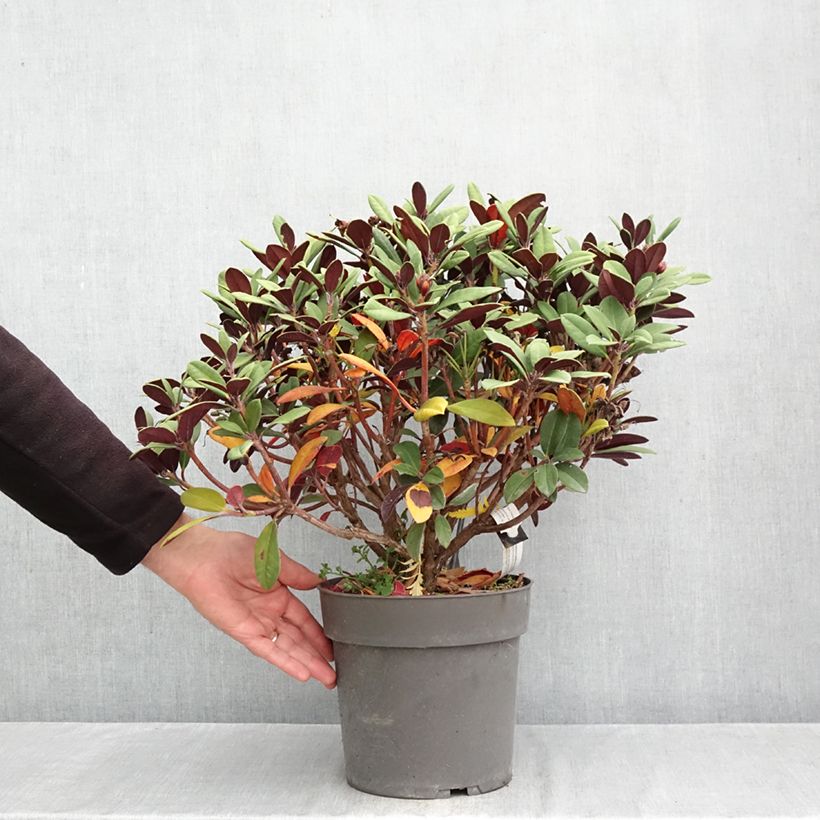 Esemplare di Rhododendron neriiflorum Burletta Vaso da 6L/7L come consegnato in autunno