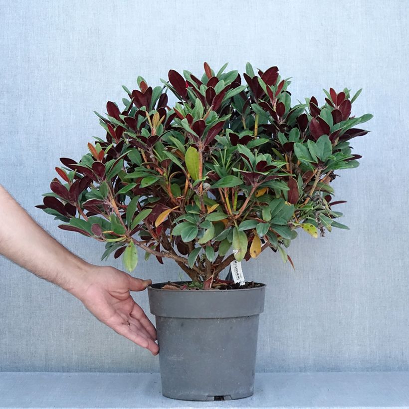 Esemplare di Rhododendron neriiflorum Burletta Vaso da 6L/7L consegnato in estate