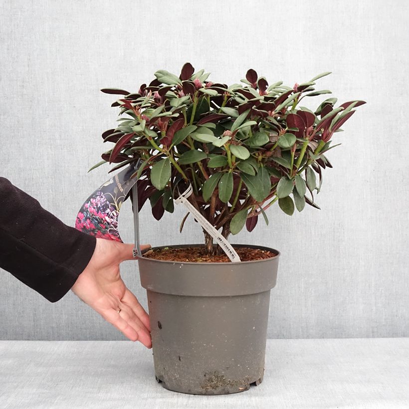 Rhododendron neriiflorum Burletta Vaso da 6L/7L esemplare consegnato in inverno