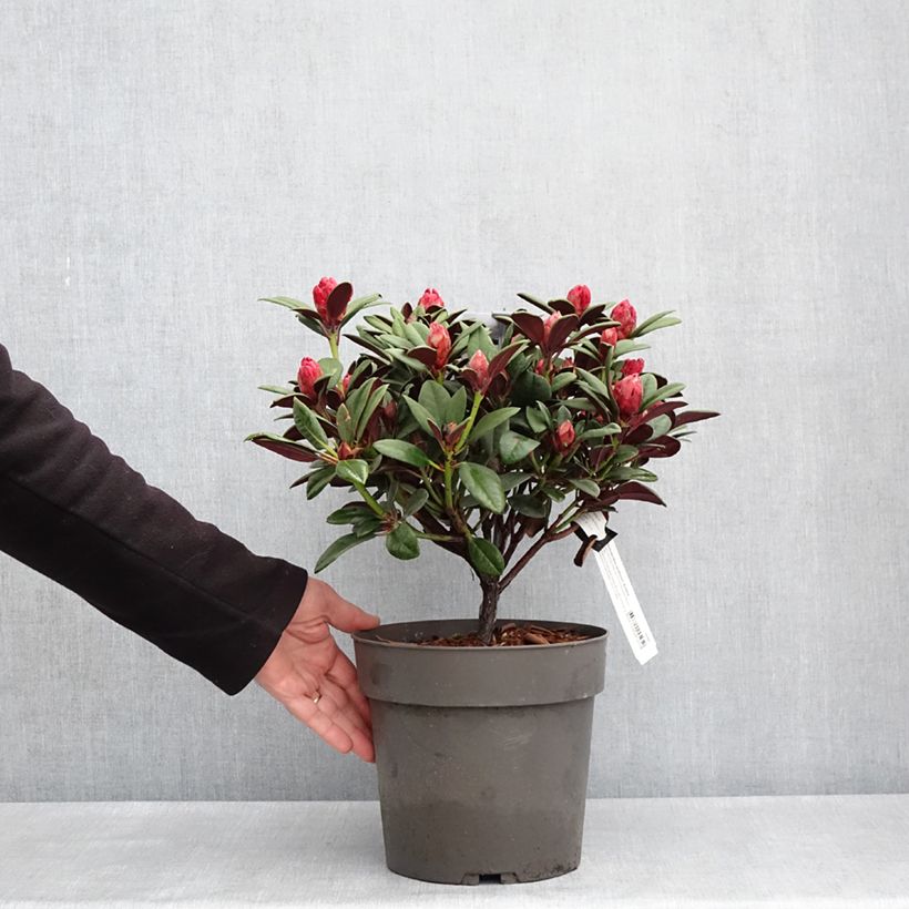 Rhododendron neriiflorum Burletta Vaso da 6L/7L esemplare consegnato in primavera