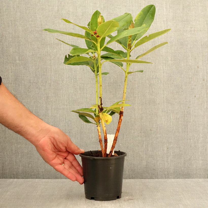 Esemplare di Rhododendron yakushimanum Percy Wiseman Vaso da Ø 12 cm / 13 cm come consegnato in autunno