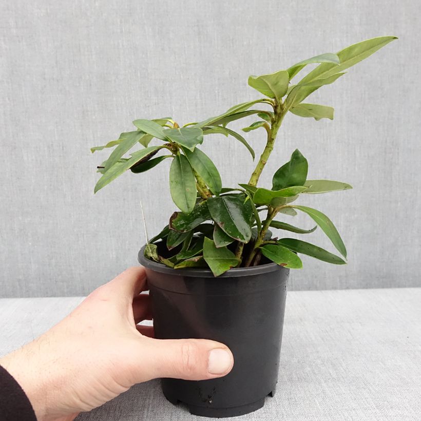 Rhododendron yakushimanum Percy Wiseman Vaso da Ø 12 cm / 13 cm esemplare consegnato in inverno
