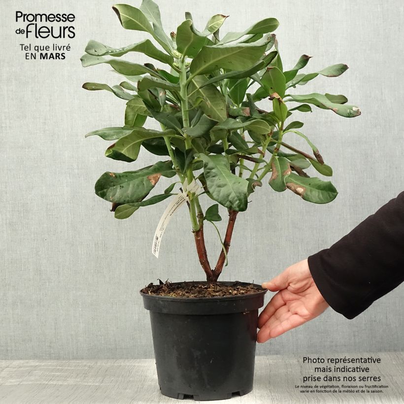 Rhododendron Polar Bear Vaso da 4L/5L esemplare consegnato in primavera