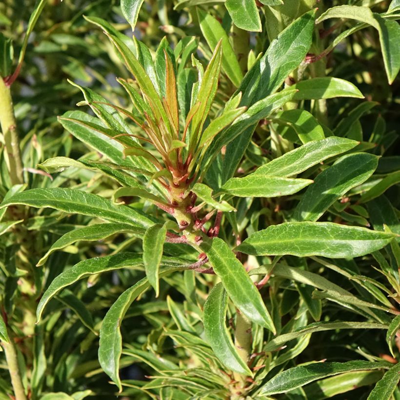 Rododendro pontico Grazeasy Dark Pink (Fogliame)