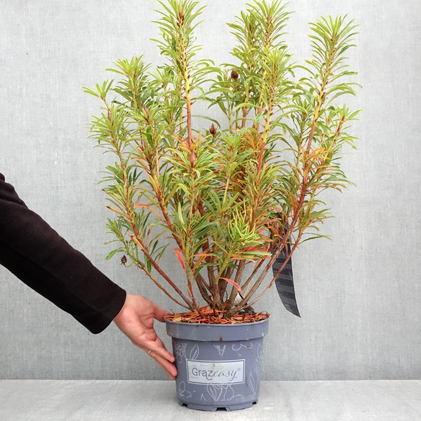 Esemplare di Rododendro pontico Grazeasy Dark Pink Vaso da 4L/5L come consegnato in autunno