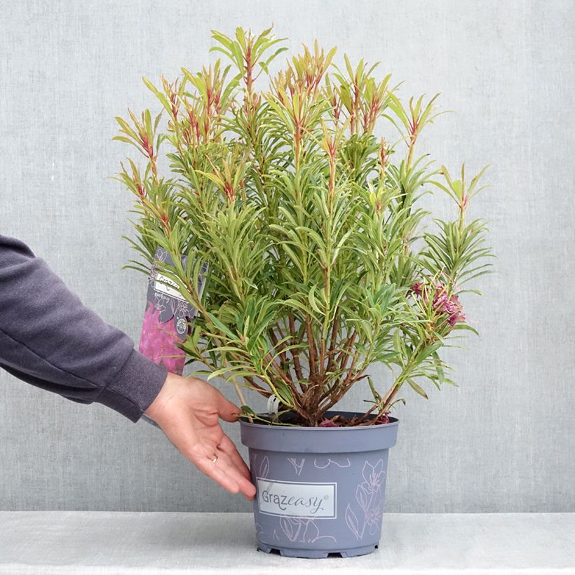 Rododendro pontico Grazeasy Dark Pink Vaso da 4L/5L esemplare consegnato in primavera