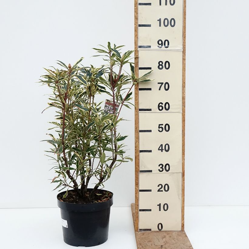 Rododendro pontico Variegatum Vaso da 7,5L/10L esemplare consegnato in inverno