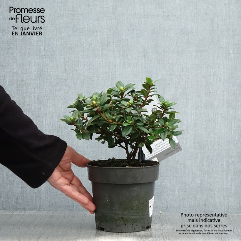 Rhododendron Princess Anne Vaso da 2L/3L esemplare consegnato in inverno