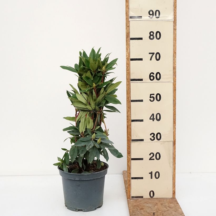 Esemplare di Rhododendron Red Eye Vaso da 4L/5L come consegnato in autunno