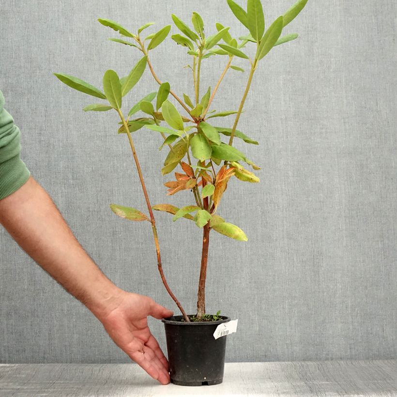 Esemplare di Rhododendron catawbiense Roseum Elegans Vaso da Ø 12 cm / 13 cm consegnato in estate