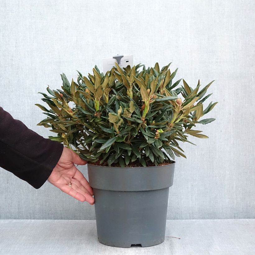 Esemplare di Rhododendron roxieanum Blewbury Vaso da 4L/5L come consegnato in autunno