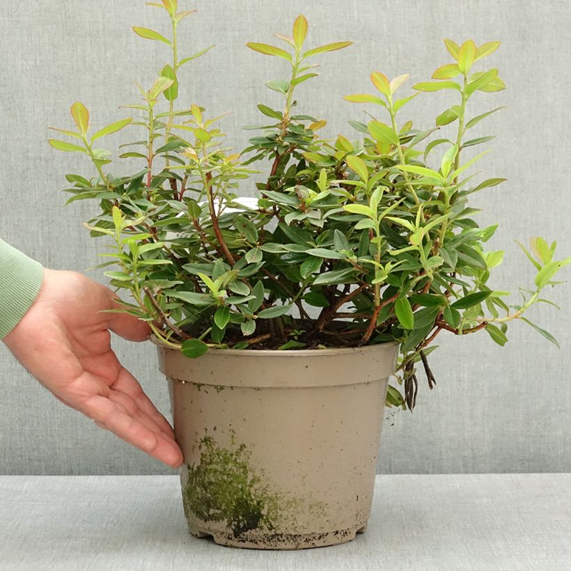 Rhododendron Saint Tudy Vaso da 4L/5L esemplare consegnato in primavera