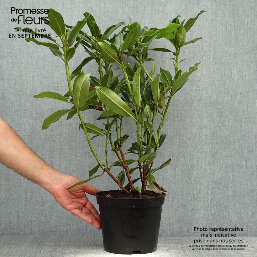 Esemplare di Rhododendron Sappho Vaso da 4L/5L come consegnato in autunno