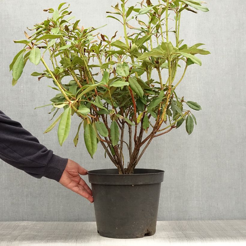 Esemplare di Rhododendron Sappho Vaso da 7,5L/10L consegnato in estate