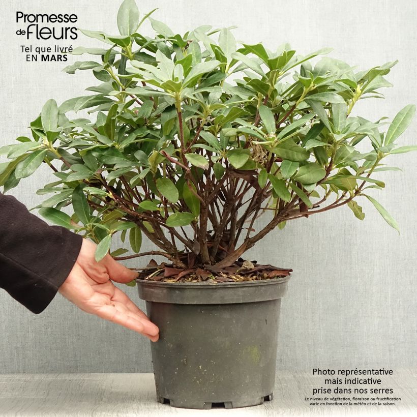 Rhododendron Scyphocalyx Vaso da 6L/7L esemplare consegnato in primavera