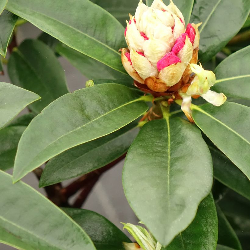 Rhododendron Souvenir de J. Broughton (Fogliame)