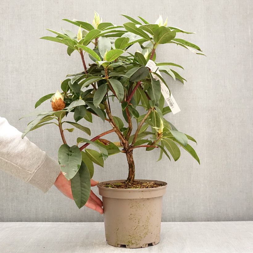 Rhododendron Souvenir de J. Broughton Vaso da 4L/5L esemplare consegnato in primavera