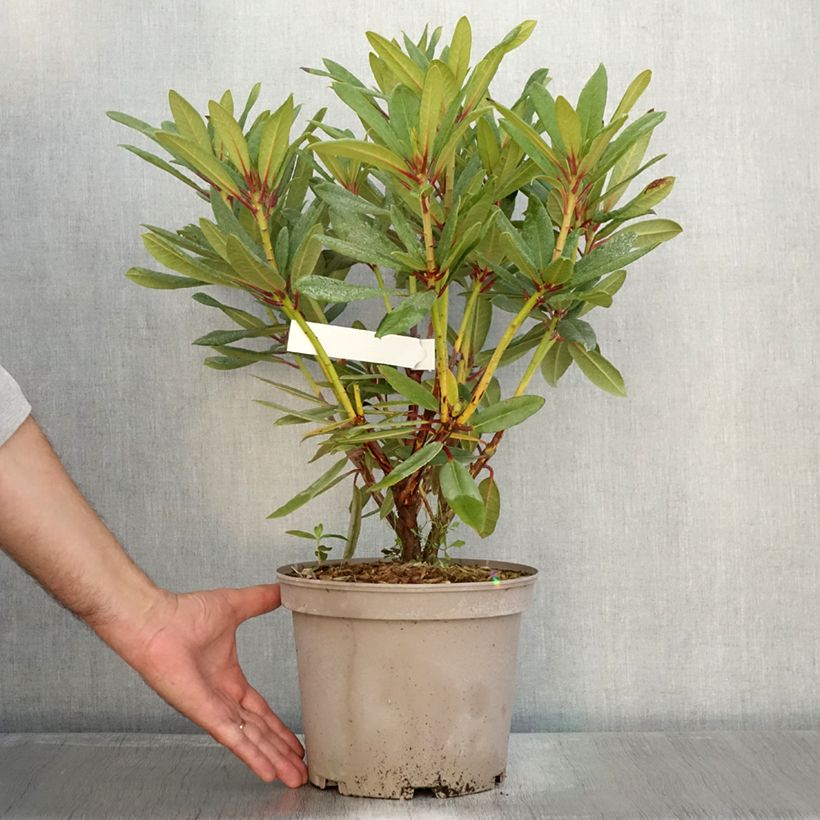 Esemplare di Rhododendron Tortoiseshell Orange Vaso da 4L/5L come consegnato in autunno