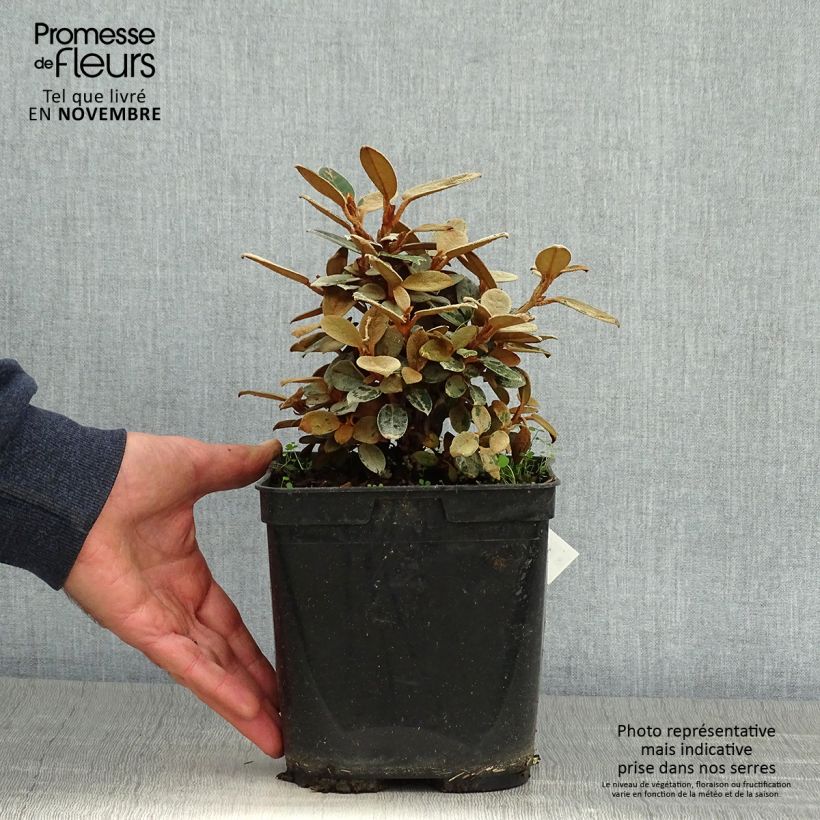 Esemplare di Rhododendron tsariense Vaso da 3L/4L come consegnato in autunno