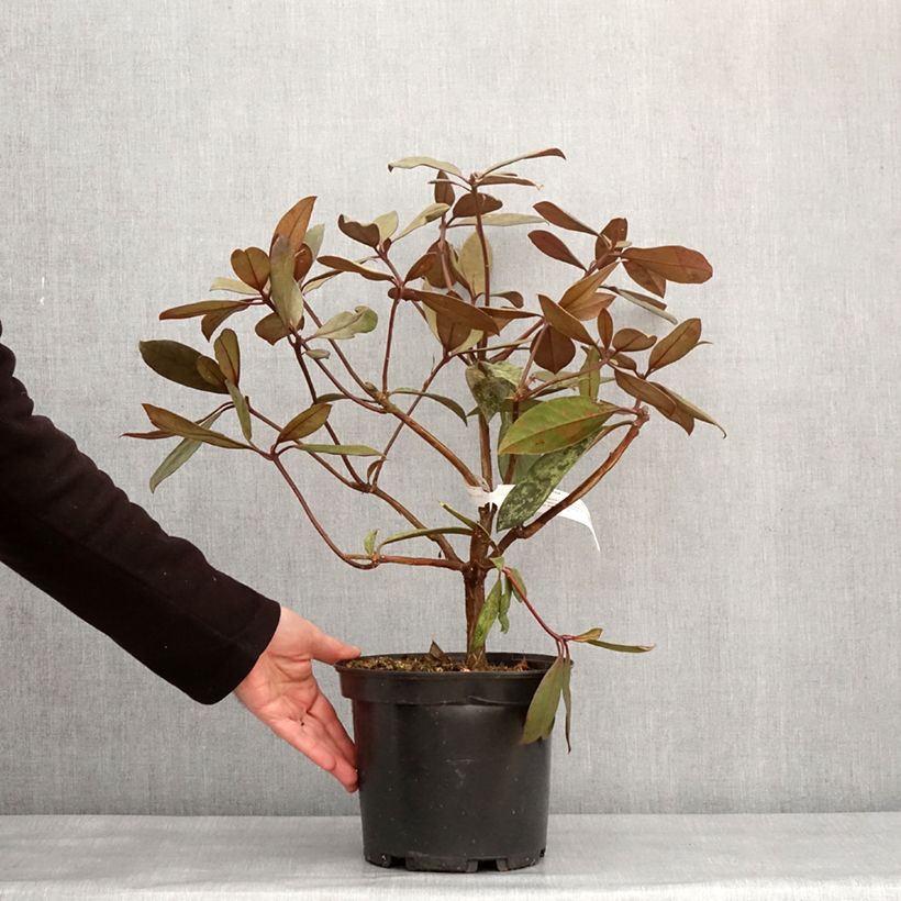 Rhododendron vireya Calavar Vaso da 3L/4L esemplare consegnato in inverno