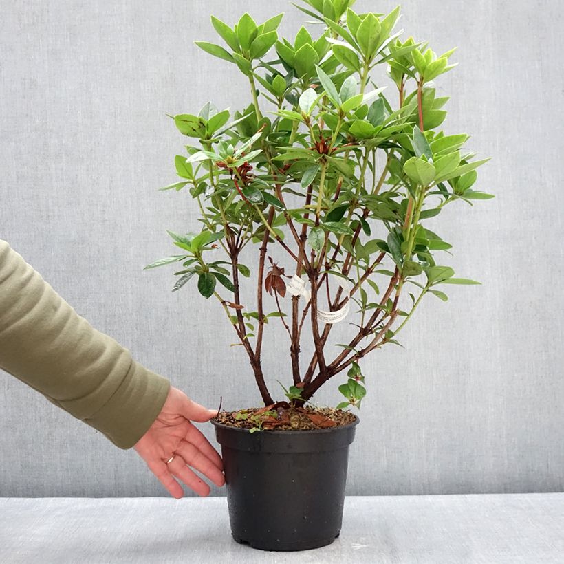 Rhododendron vireya Hendrick's ker Vaso da 3L/4L esemplare consegnato in inverno