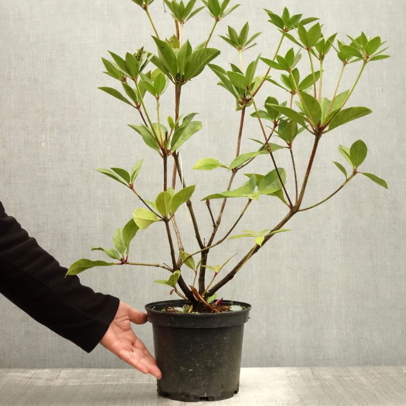 Esemplare di Rhododendron vireya Oogappel Vaso da 3L/4L come consegnato in autunno