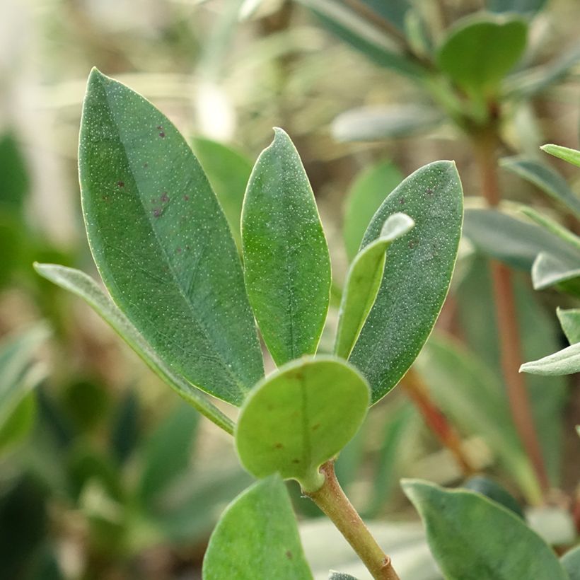 Rhododendron vireya Saxon blush (Fogliame)