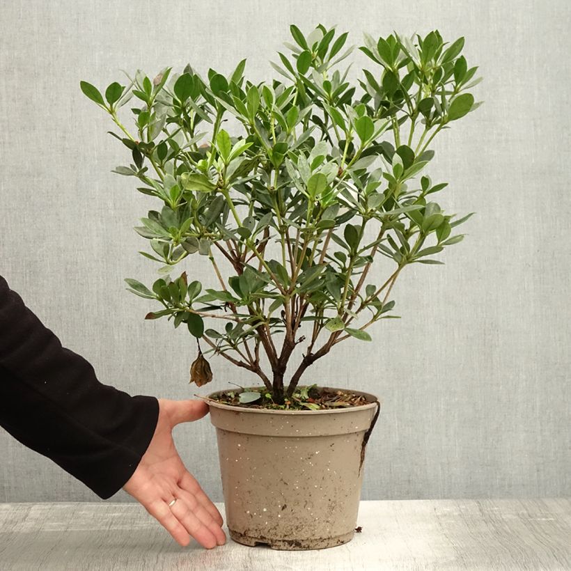 Esemplare di Rhododendron vireya Saxon blush Vaso da 3L/4L come consegnato in autunno